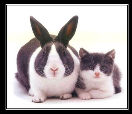 Image of a bunny and cat looking alike next to each other.